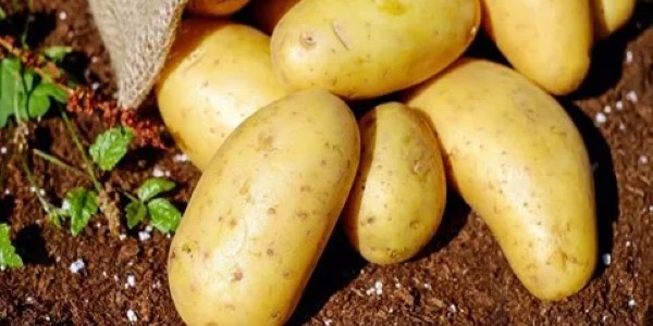 تصویر 2 از خرید و قیمت سیب زمینی فیروزکوه + فروش صادراتی